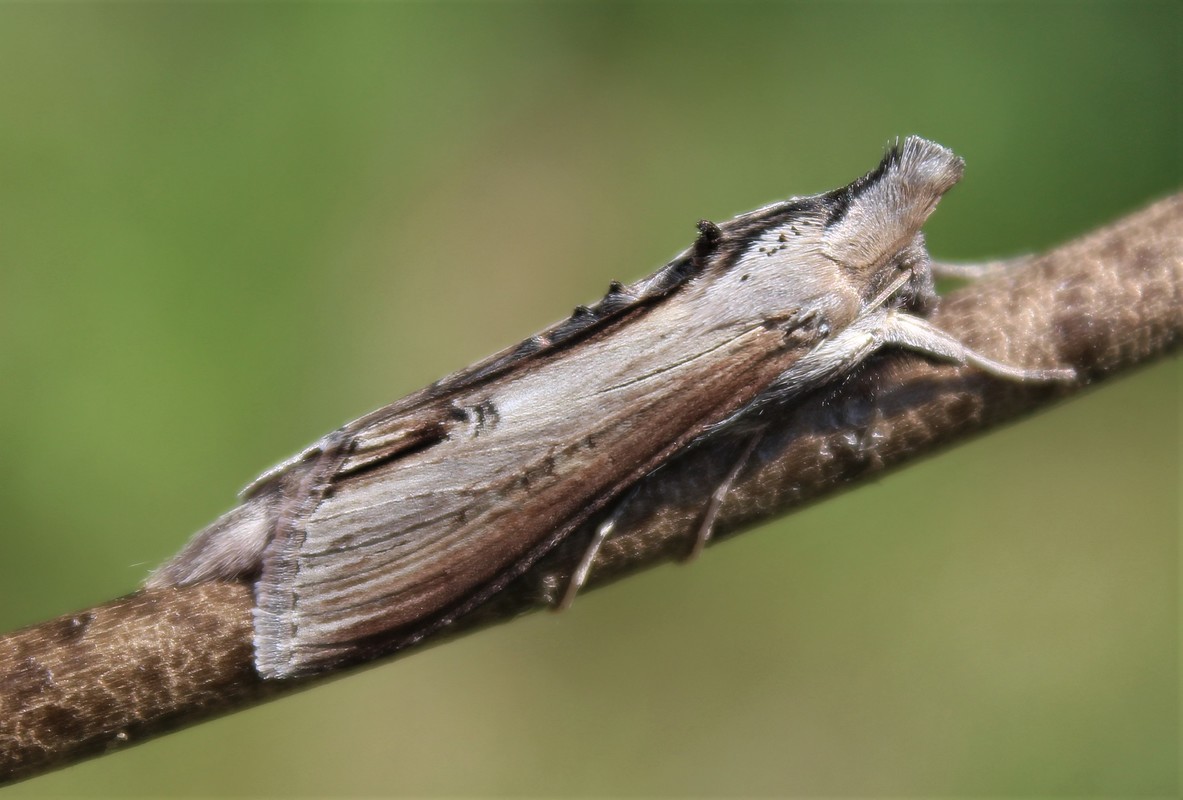 Cucullia asteris - őszirózsa-csuklyásbagoly