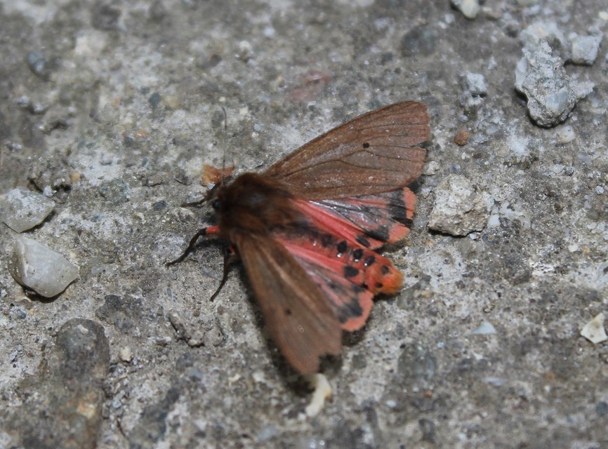 Phragmatobia fuliginosa - füstös medvelepke