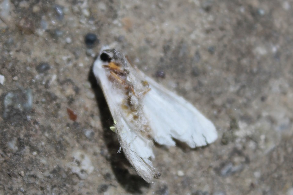 Hyphantria cunea - amerikai fehér medvelepke