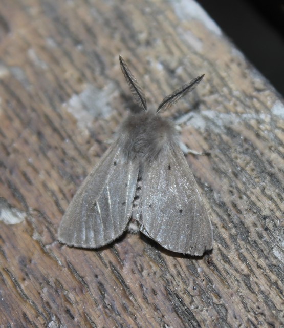 Diaphora mendica - felemás medvelepke