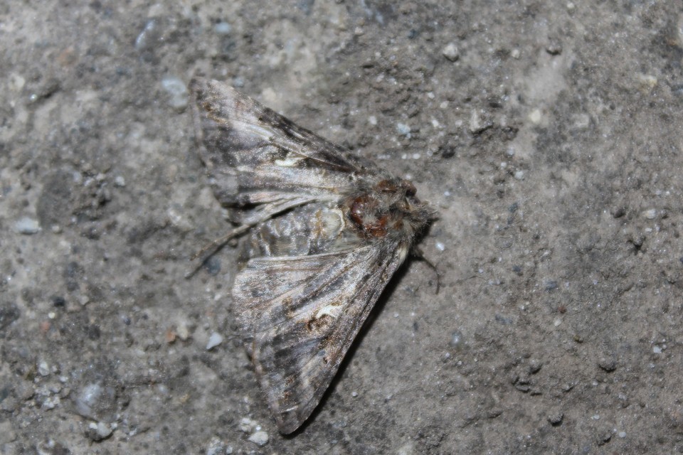 Autographa gamma - gammalepke