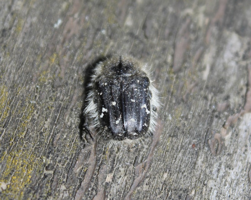Tropinota hirta - bundás virágbogár