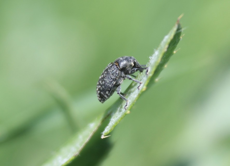 Larinus turbinatus - kúposorrú púderbarkó