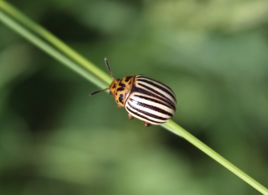 Leptinotarsa decemlineata - burgonyabogár