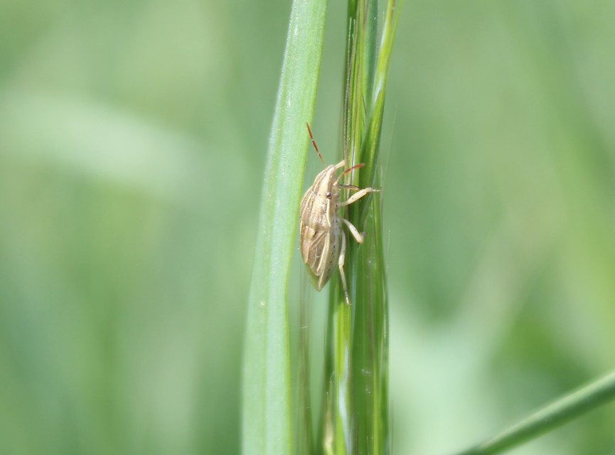 Aelia acuminata - közönséges szipolypoloska Aelia acuminata - közönséges szipolypoloska