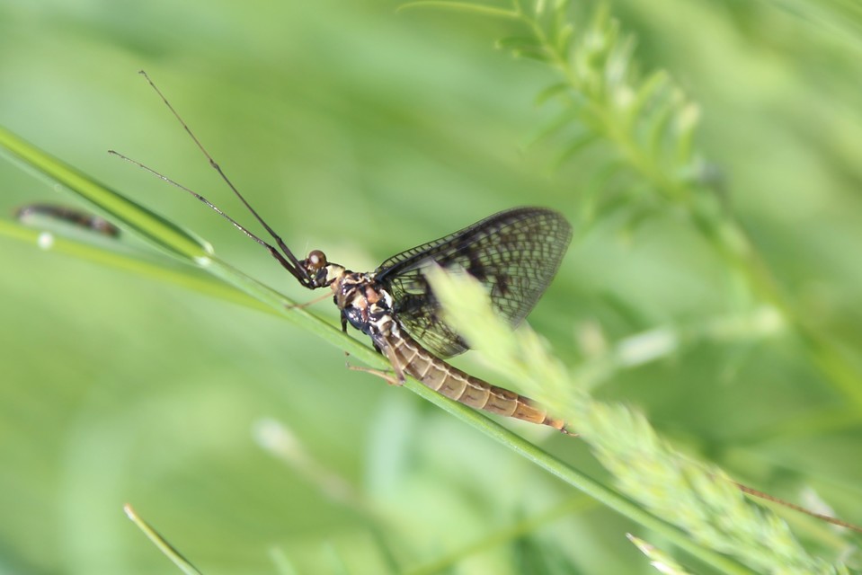 Ephemera vulgata - közönséges tarkakérész