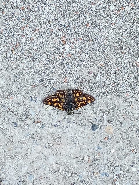 Carterocephalus palaemon - kockás busalepke