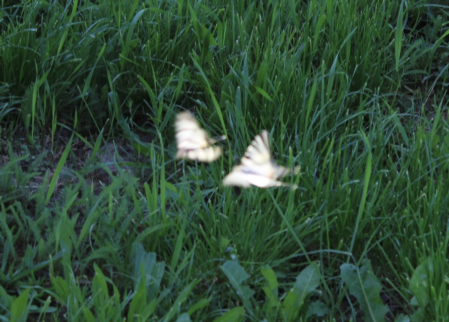 Iphiclides podalirius - kardoslepke