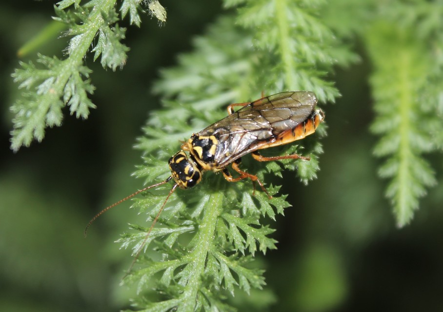 Pamphiliidae - szövődarazsak