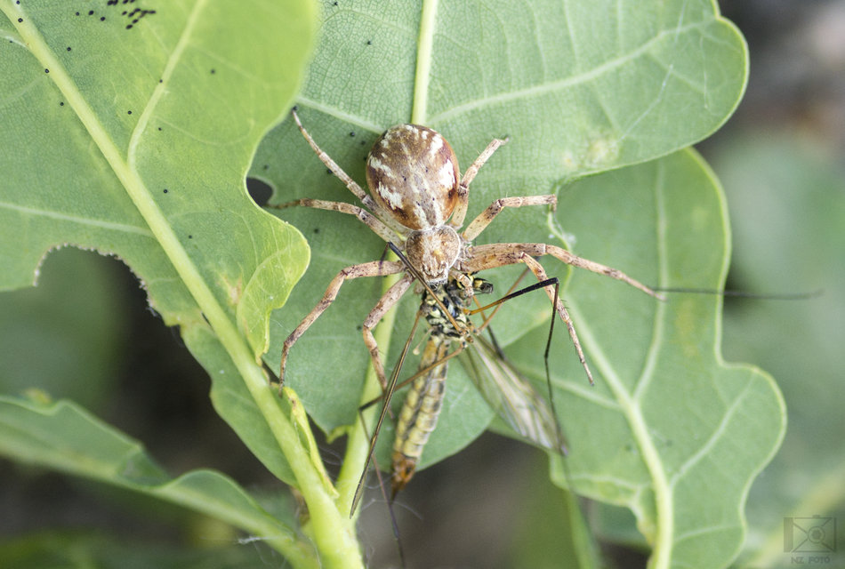 Philodromus buchari