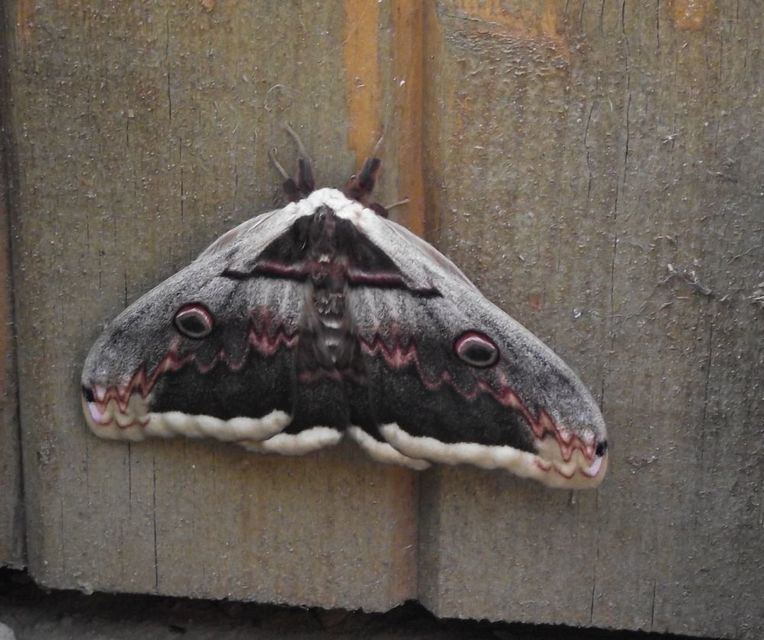 Saturnia pyri - nagy pávaszem