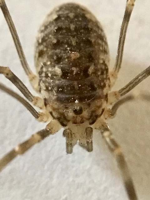 Opilio saxatilis