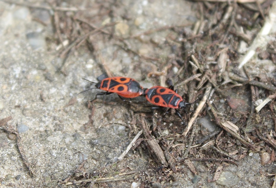 Pyrrhocoris apterus - verőköltő poloska