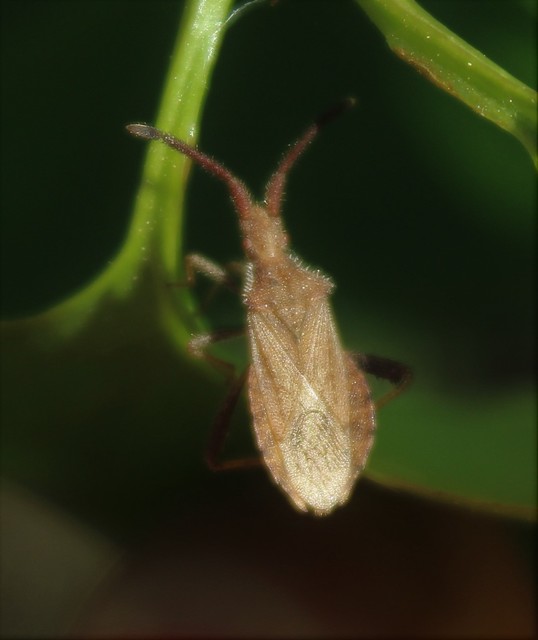 Coriomeris