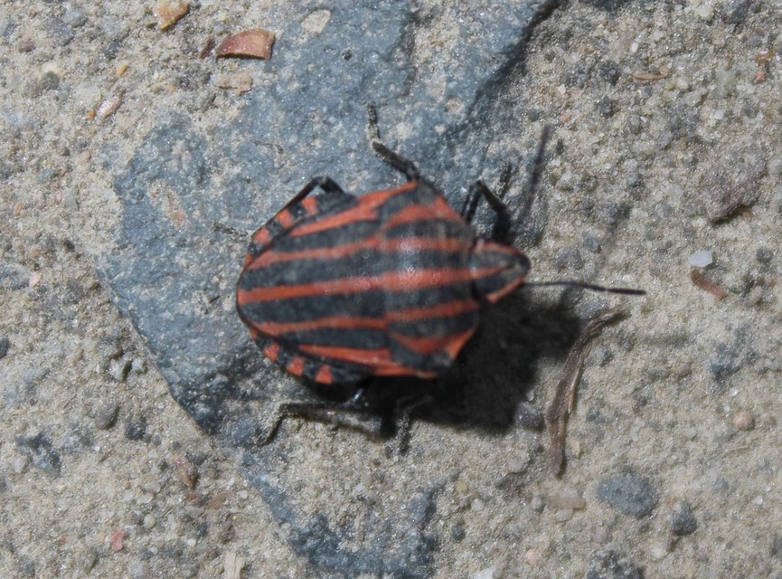 Graphosoma italicum - csíkos pajzsospoloska