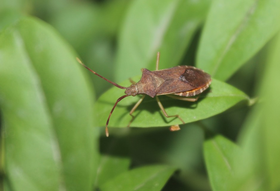 Gonocerus acuteangulatus - aranypetés karimáspoloska