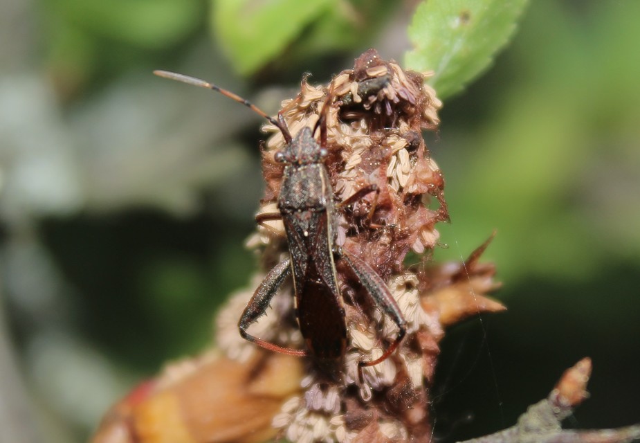 Camptopus lateralis - görbelábú karimáspoloska
