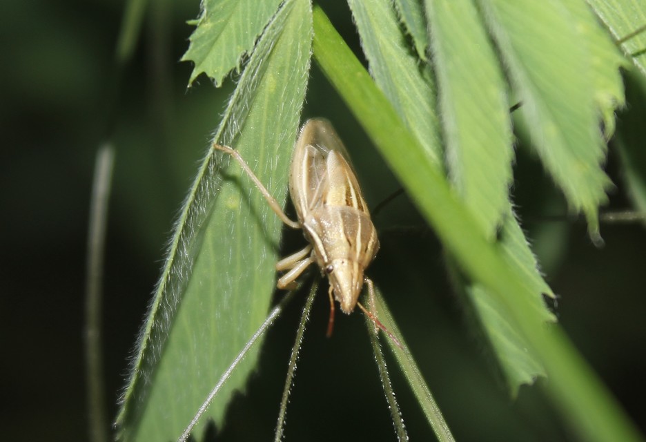 Aelia acuminata - közönséges szipolypoloska Aelia acuminata - közönséges szipolypoloska