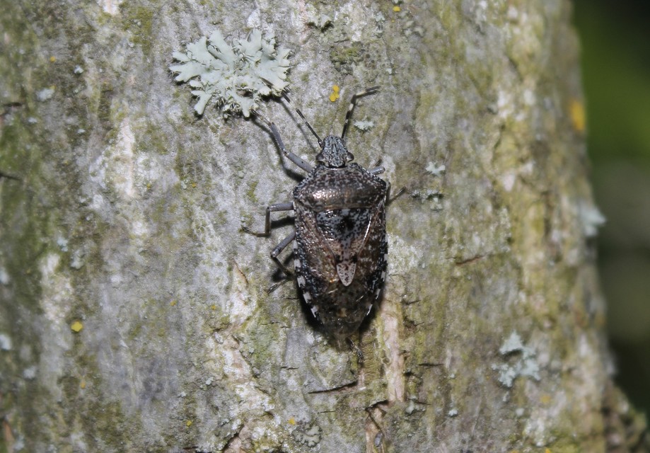 Rhaphigaster nebulosa - bencepoloska