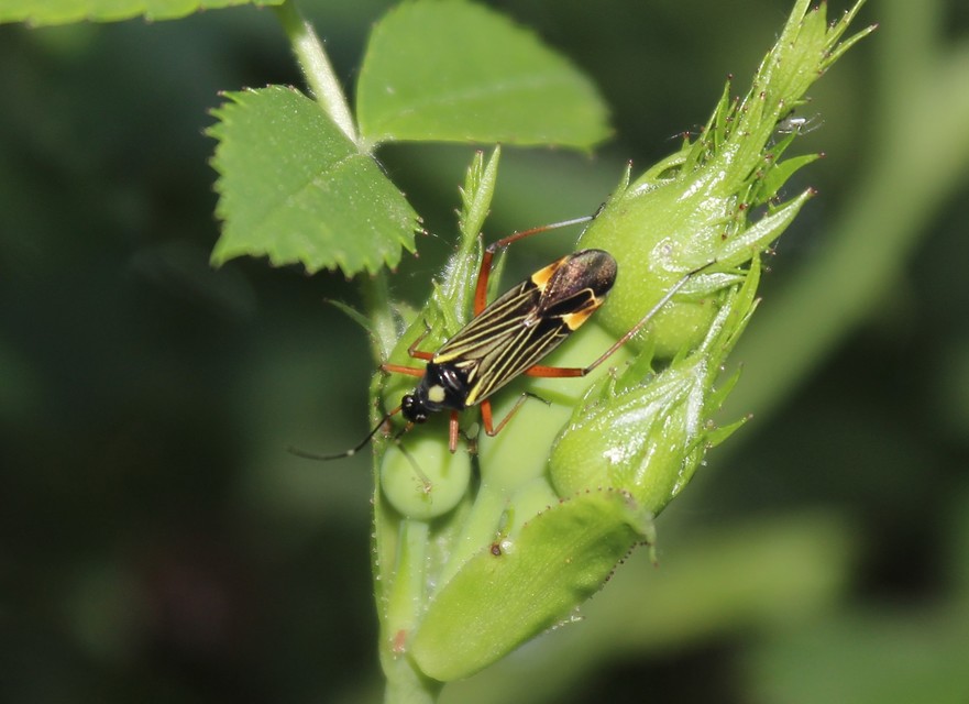 Miris striatus - sávos mezeipoloska