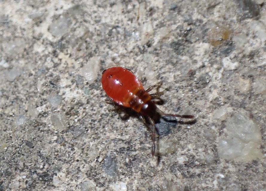 Pyrrhocoris apterus - verőköltő poloska
