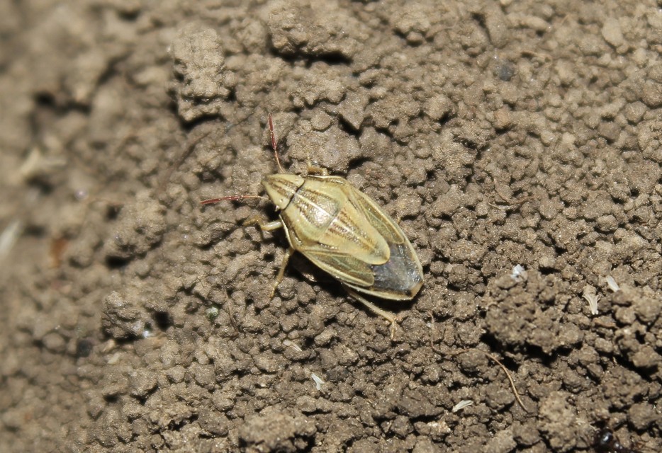 Aelia acuminata - közönséges szipolypoloska Aelia acuminata - közönséges szipolypoloska
