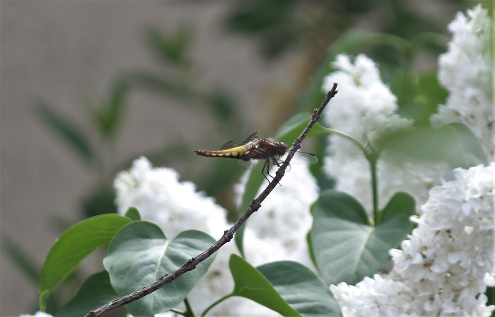 Libellula depressa - széles laposacsa