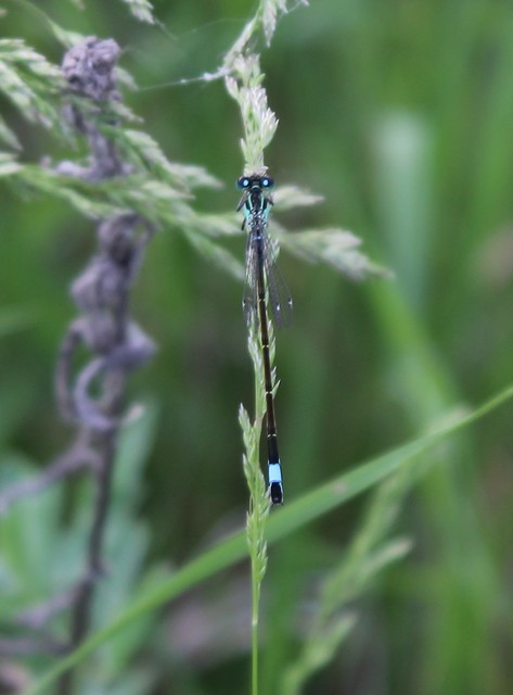 Ischnura elegans