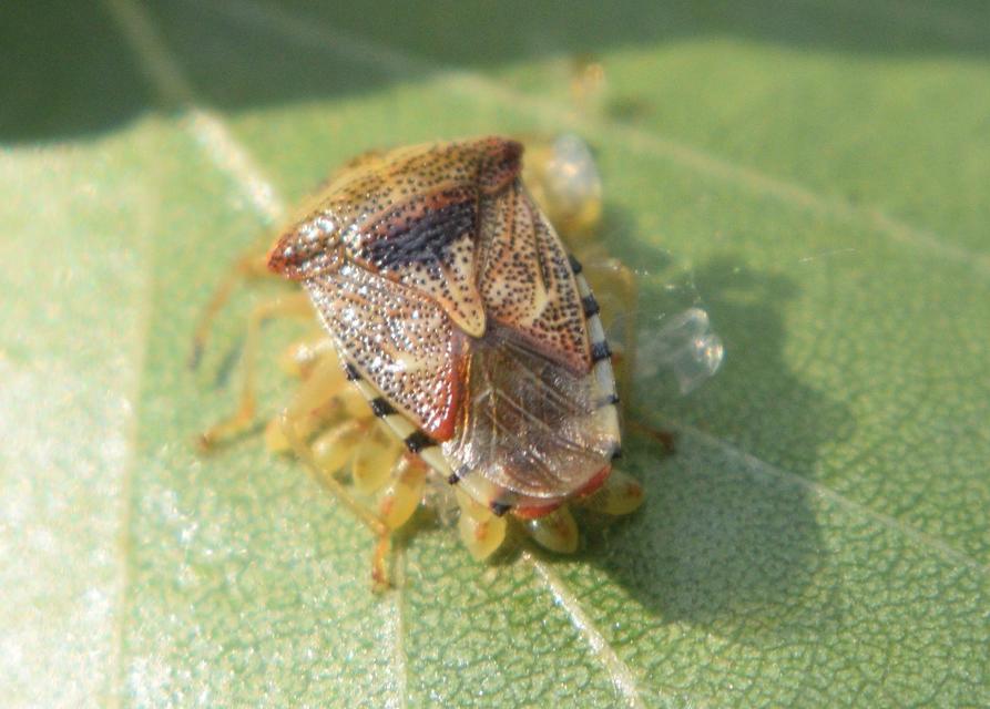 Elasmucha grisea - nyír-dajkapoloska Elasmucha grisea - nyír-dajkapoloska