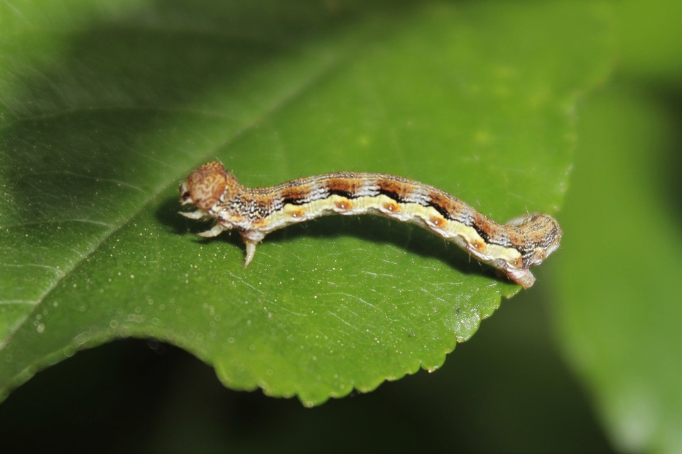 Erannis defoliaria - nagy téliaraszoló