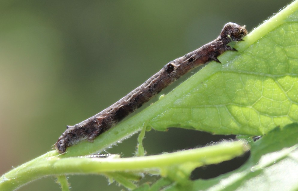 Agriopis bajaria - kökény-téliaraszoló