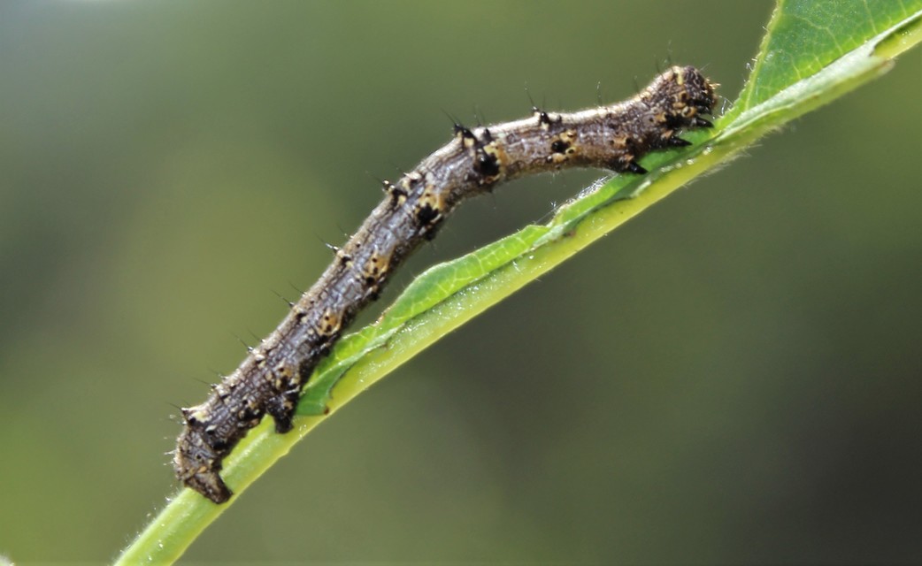 Apocheima pilosaria - zöldes tavasziaraszoló