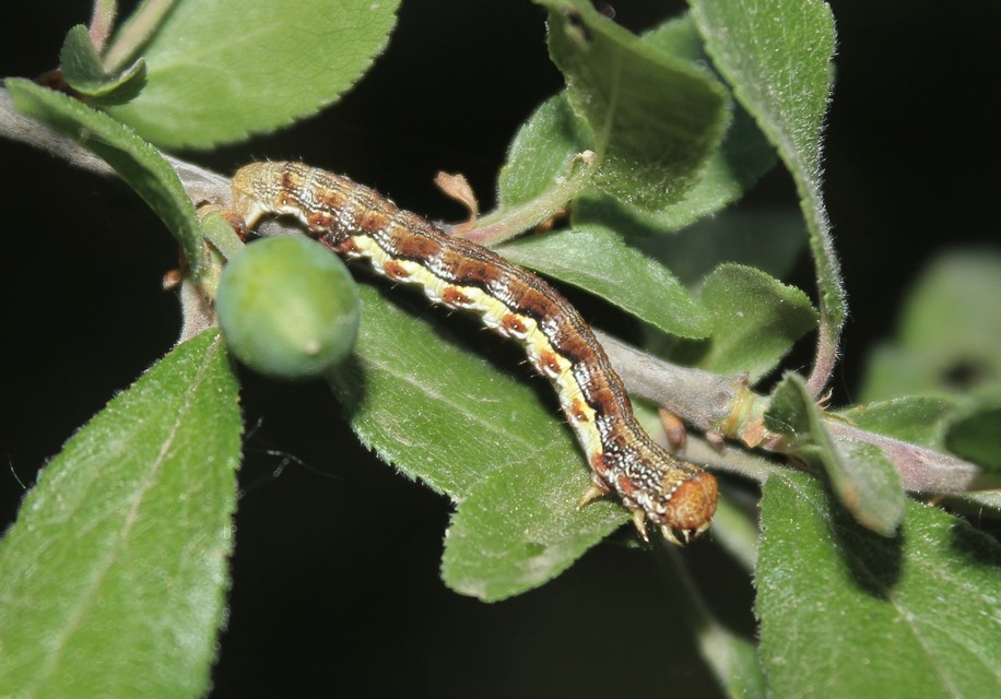 Erannis defoliaria - nagy téliaraszoló