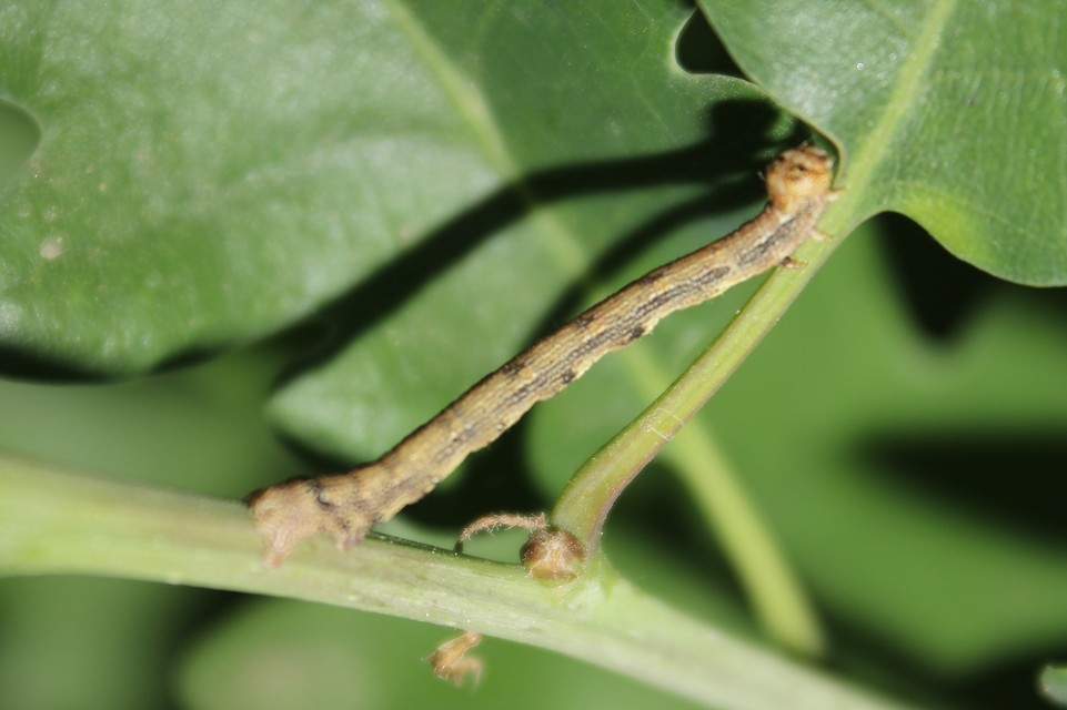 Agriopis aurantiaria - aranysárga téliaraszoló