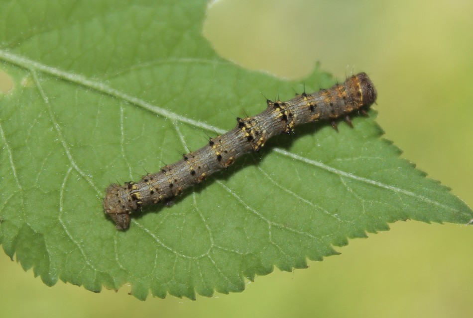 Apocheima pilosaria - zöldes tavasziaraszoló