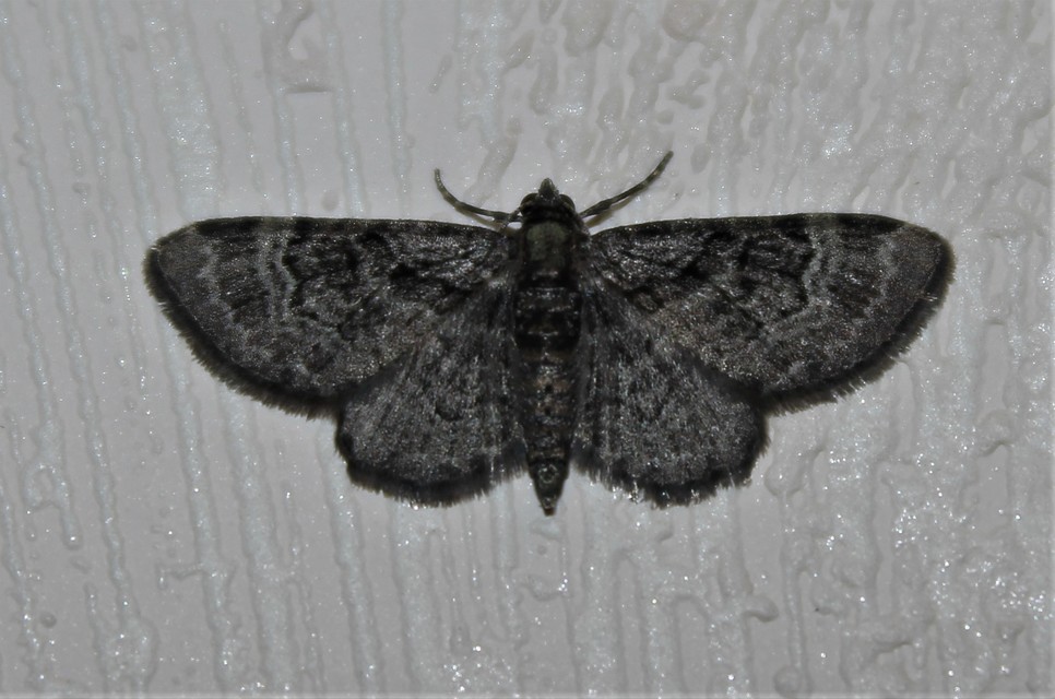 Pasiphila rectangulata - almavirág-araszoló