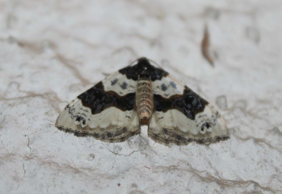 Cosmorhoe ocellata - szemes galajaraszoló