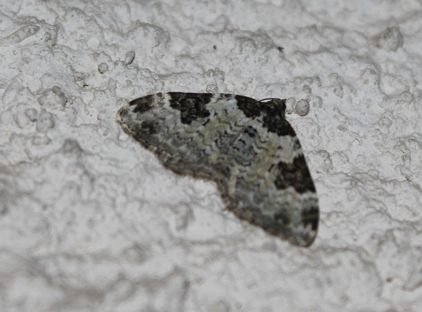 Xanthorhoe fluctuata - közönséges tarkaaraszoló