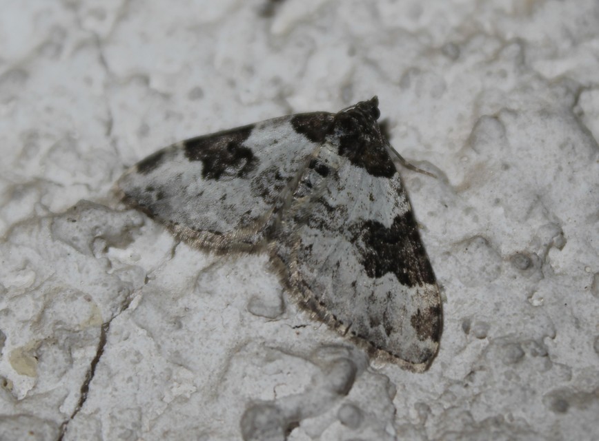 Xanthorhoe fluctuata - közönséges tarkaaraszoló