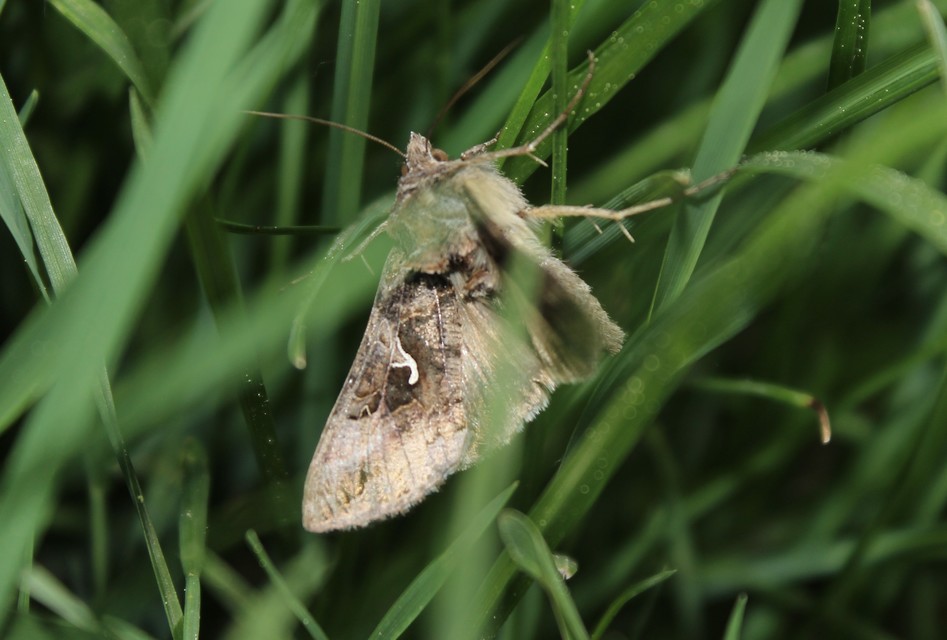 Autographa gamma - gammalepke