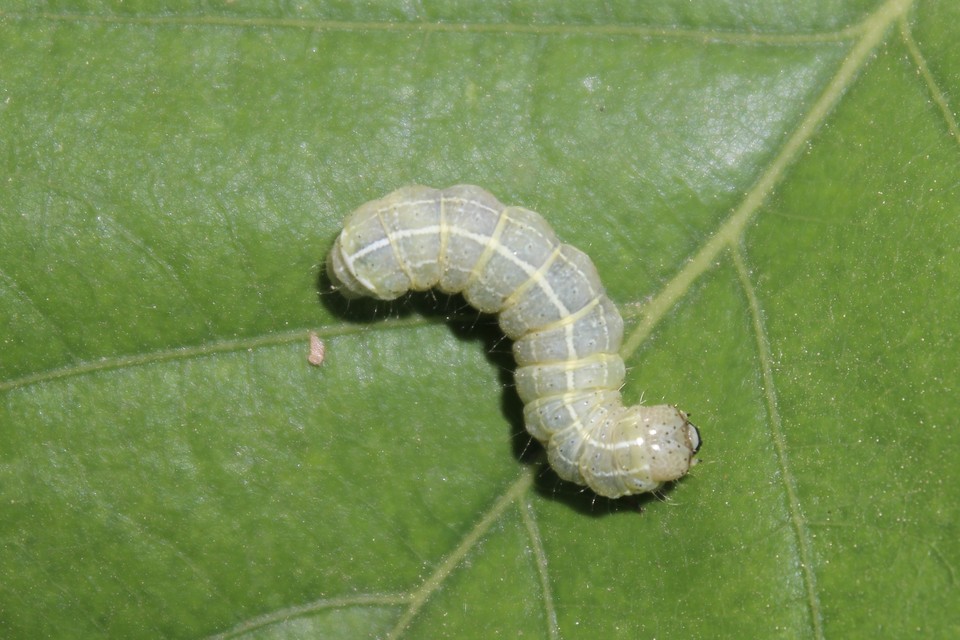 Cosmia