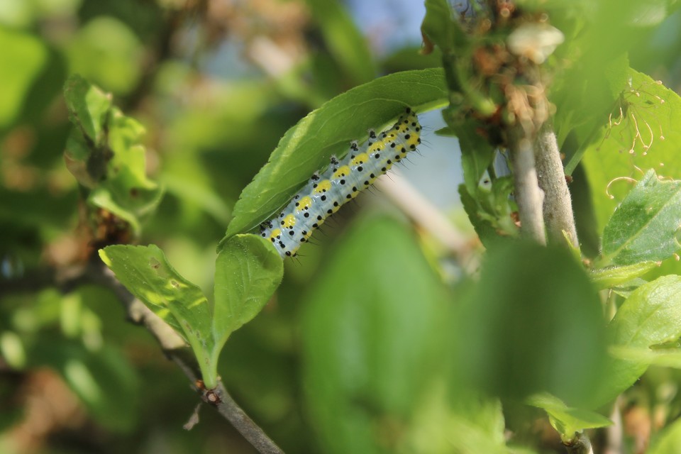 Diloba caeruleocephala - őszi kékesbagoly