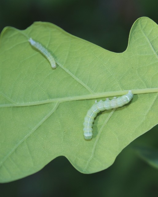 Orthosia cerasi - közepes barkabagoly