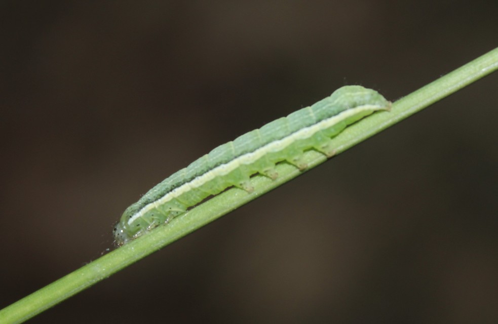 Orthosia gothica - feketefoltos barkabagoly
