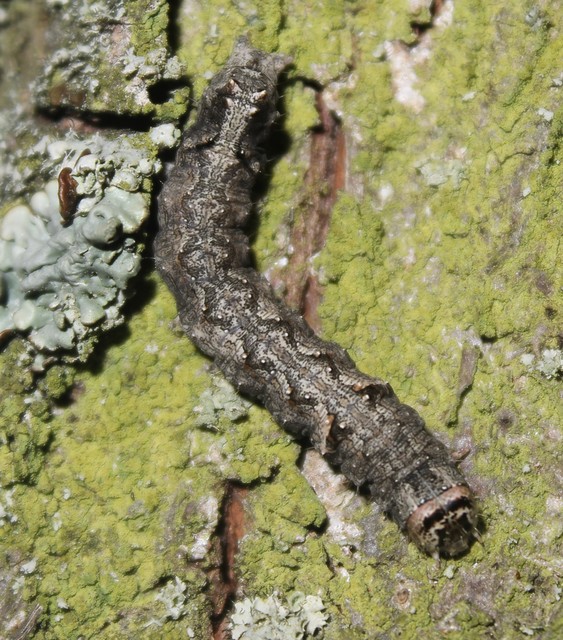 Allophyes oxyacanthae - galagonyabagoly