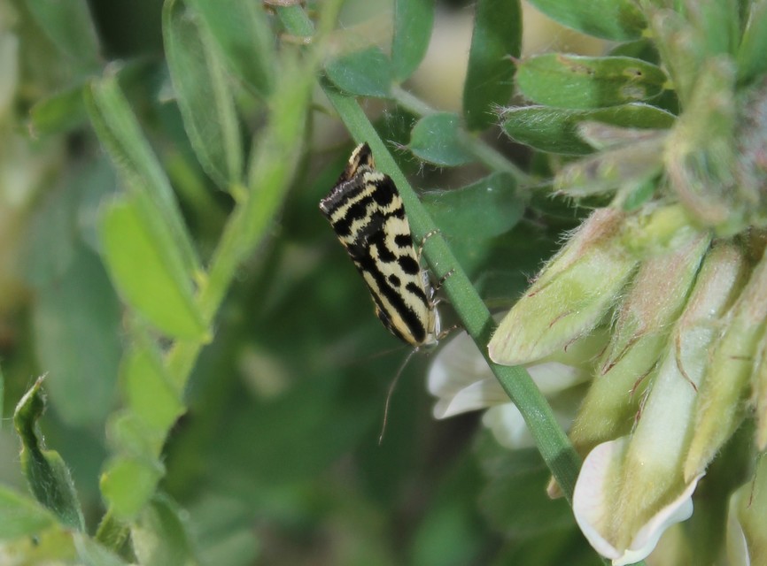Emmelia trabealis - zebrabagoly