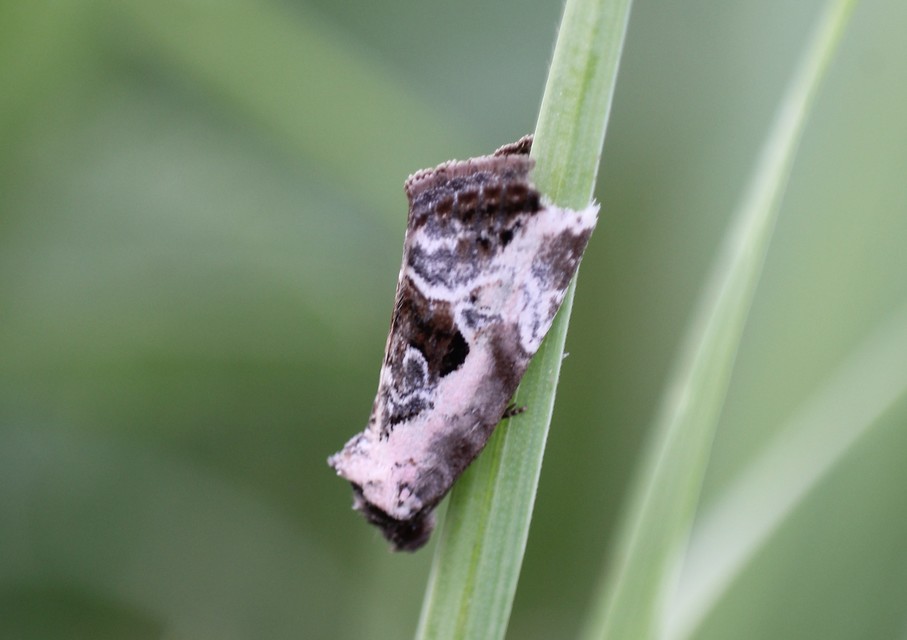 Hapalotis venustula - rózsaszínű mázasbagoly