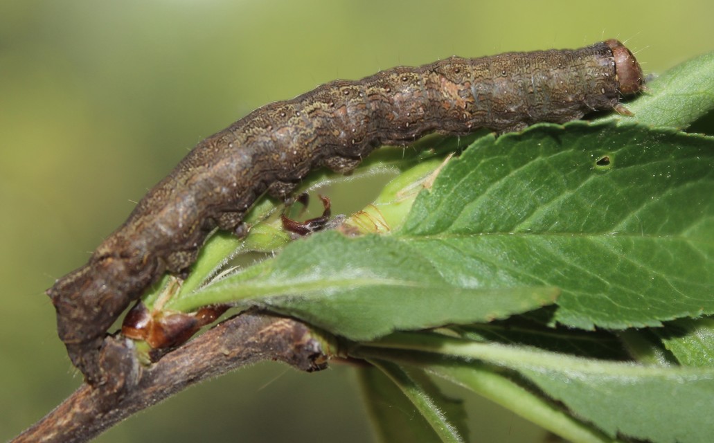 Allophyes oxyacanthae - galagonyabagoly