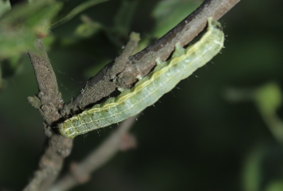 Cosmia