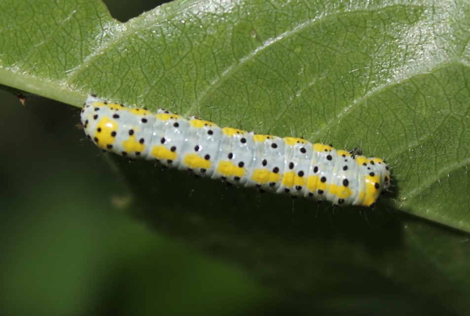 Diloba caeruleocephala - őszi kékesbagoly
